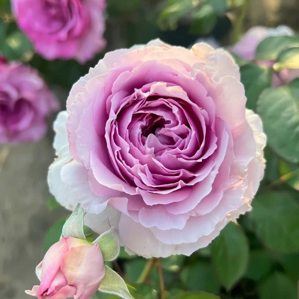 Lilas Rose