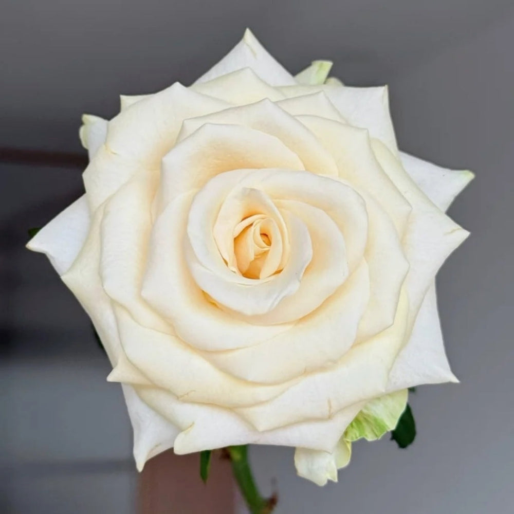 Little Butter Rose