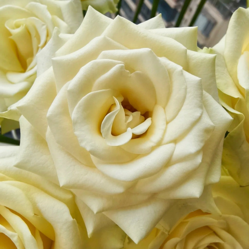 Little Butter Rose