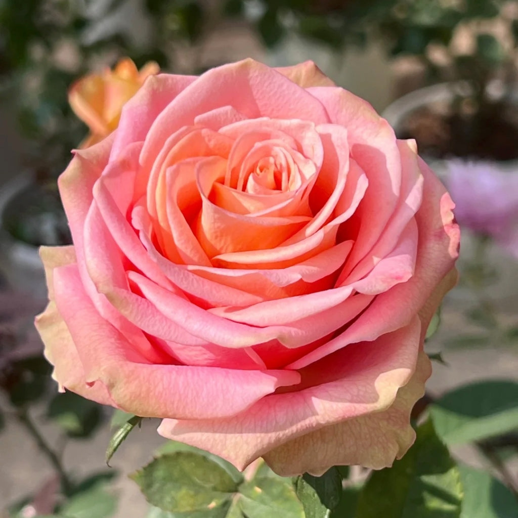 Love Pearl Rose