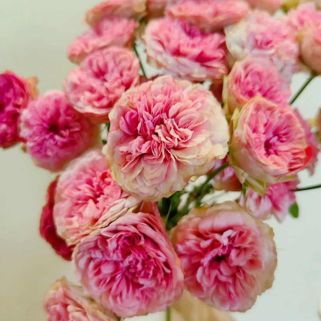 Pink And Raspberry Pink Roses Lovely Raspberry Rose – Muse Roses