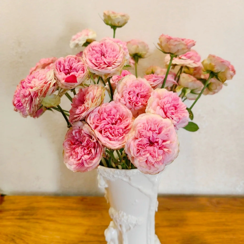 Pink And Raspberry Pink Roses Lovely Raspberry Rose – Muse Roses