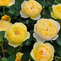 Luciole Rose