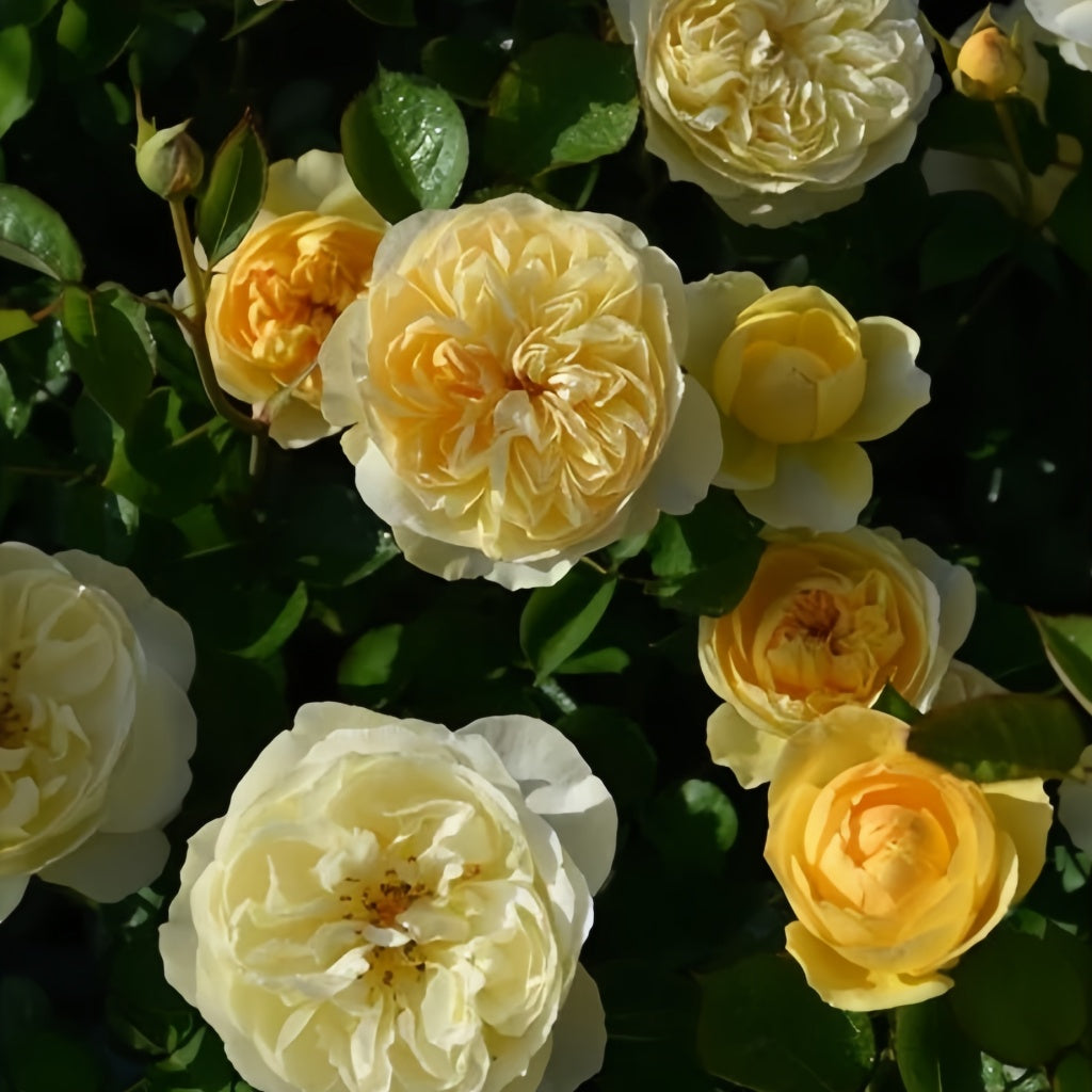 Luciole Rose