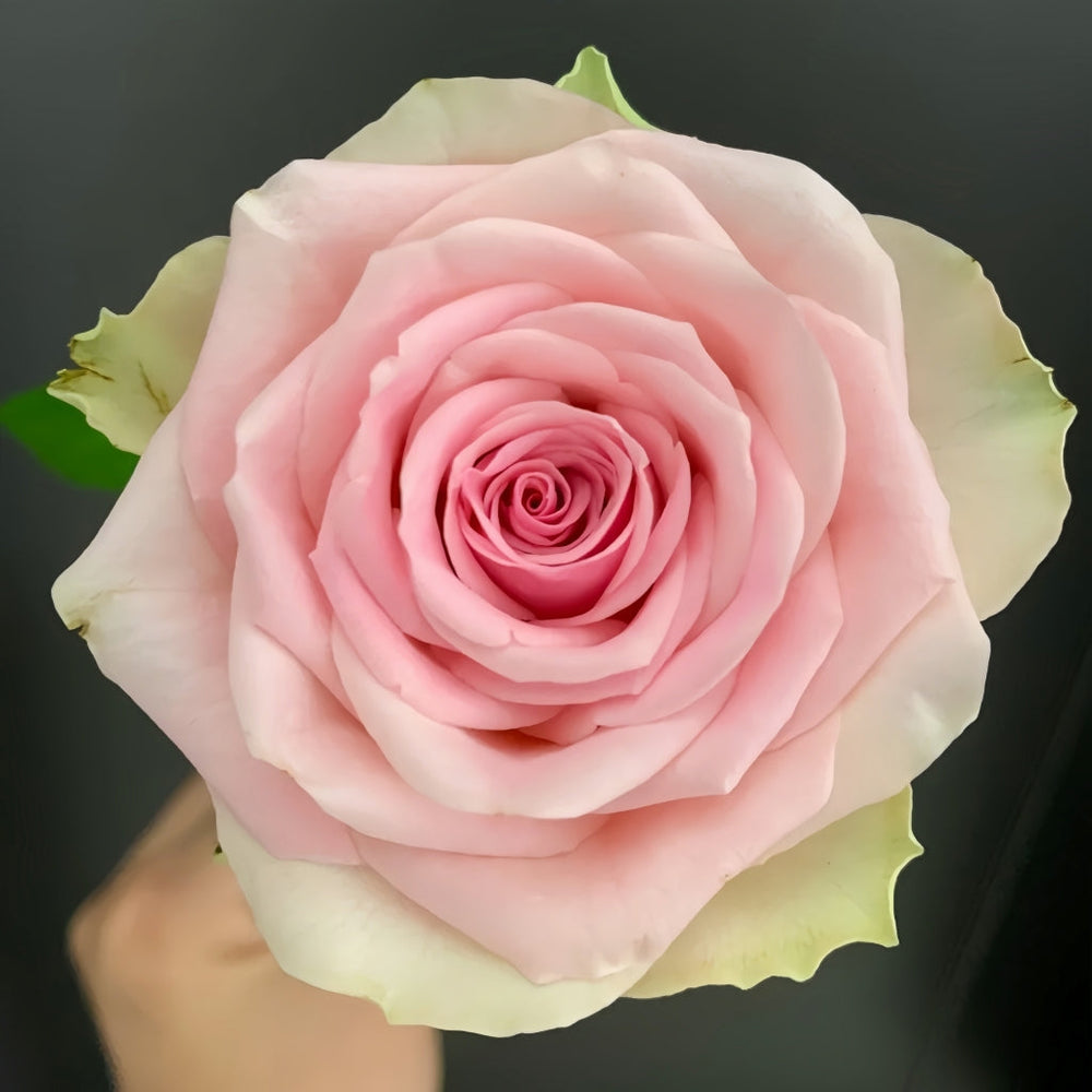 Malibu Rose