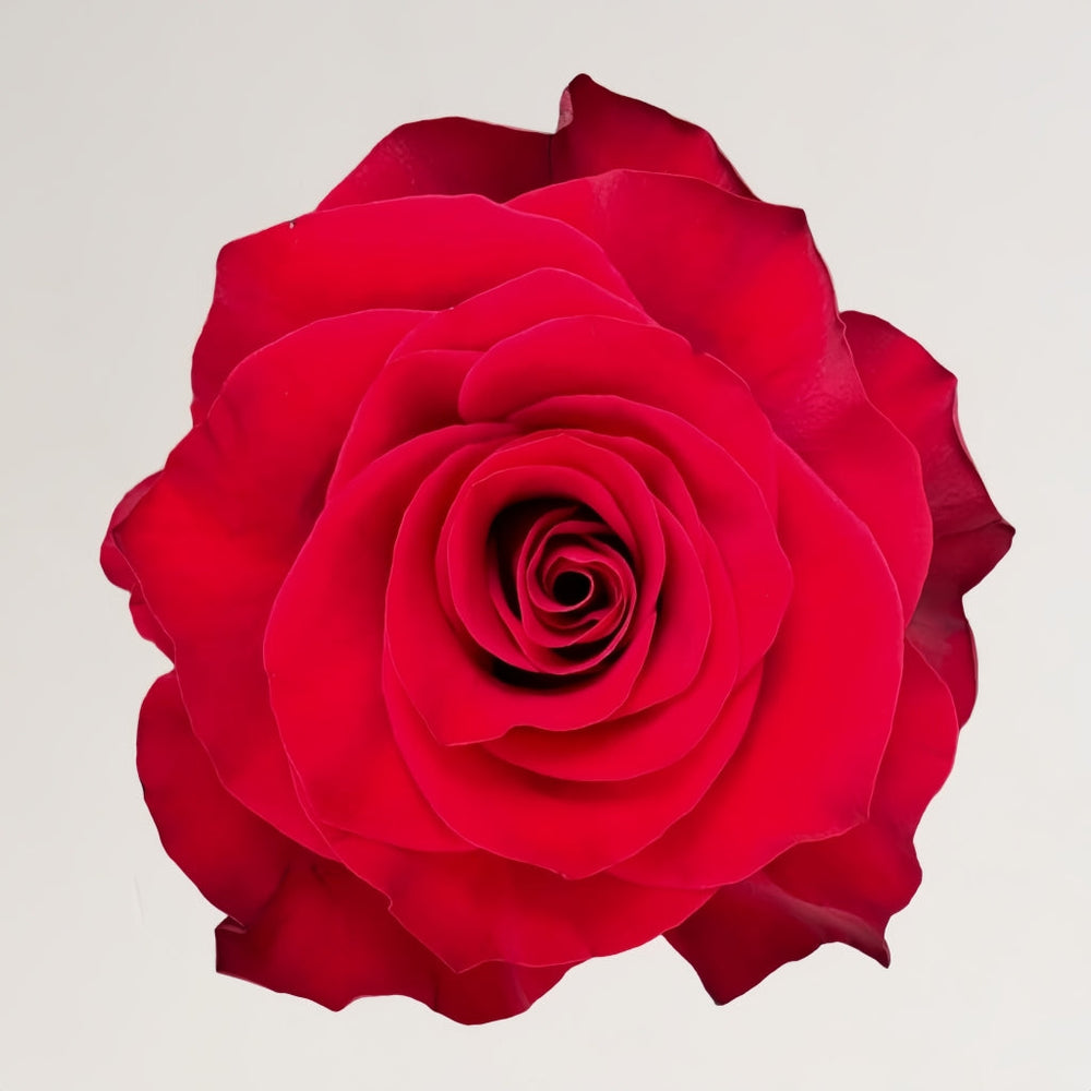 Mamma Mia Rose
