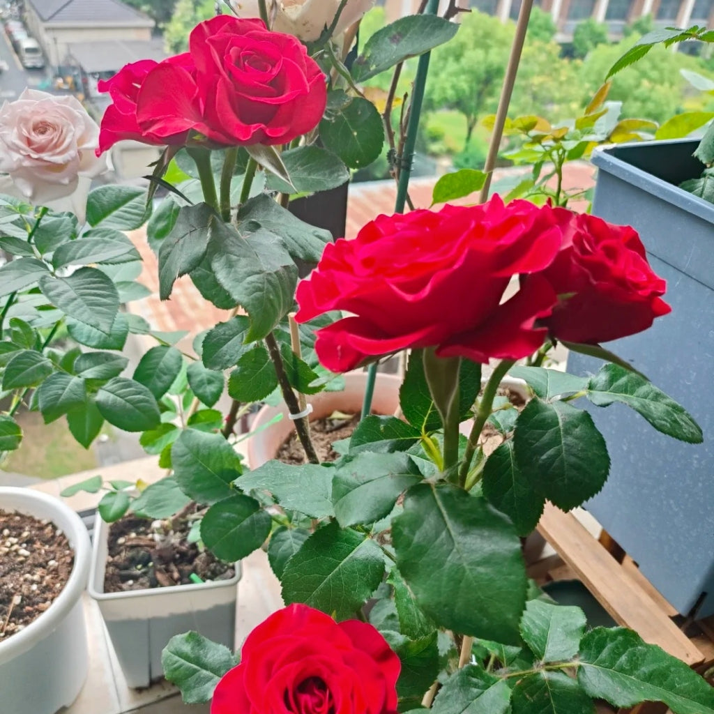 Mamma Mia Rose