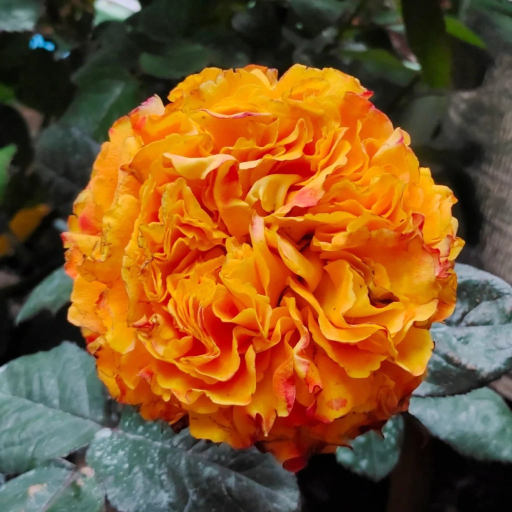 Mango Lieber Rose