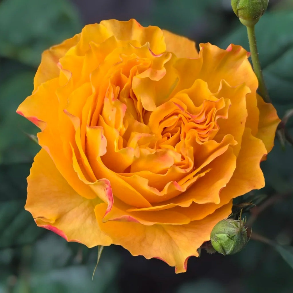 Mango Lieber Rose