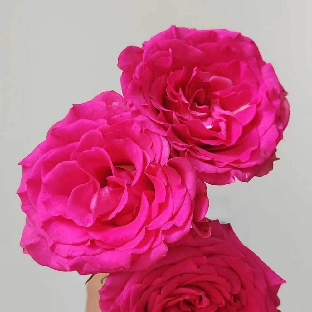 Marina Rose
