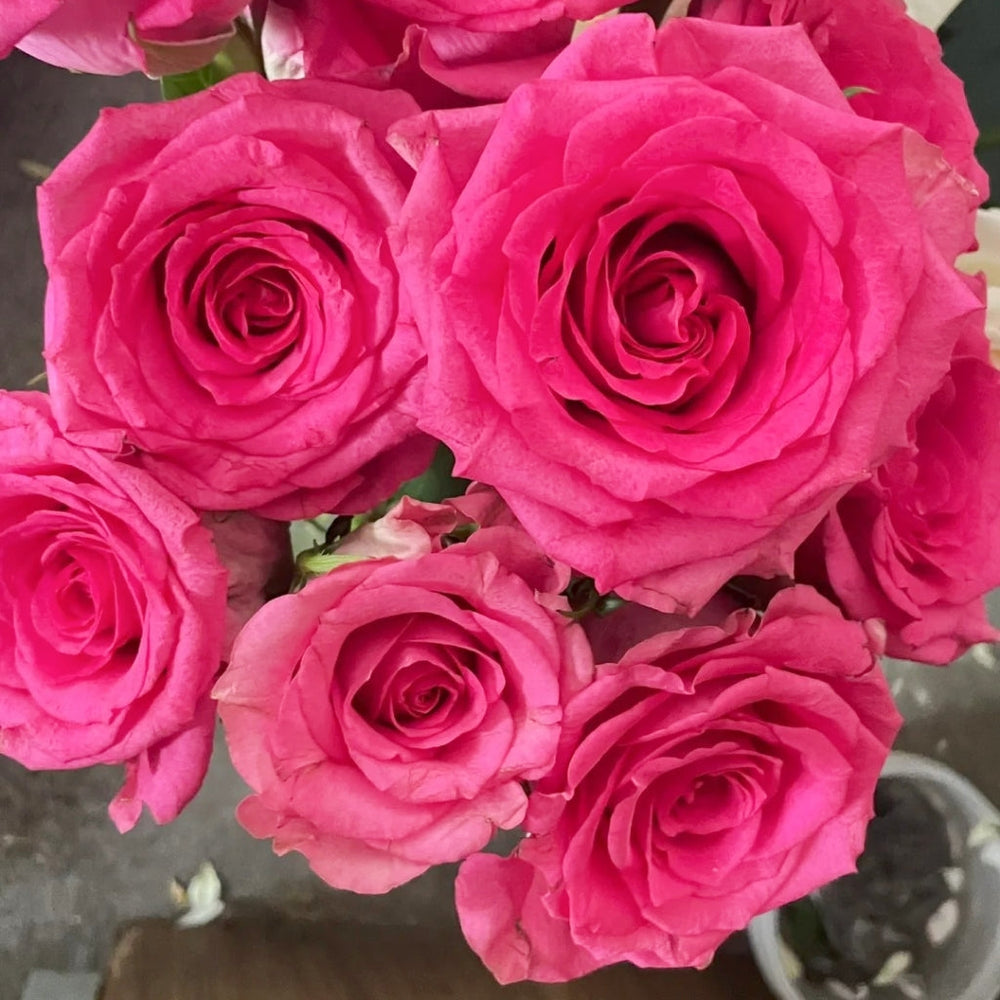 Marina Rose