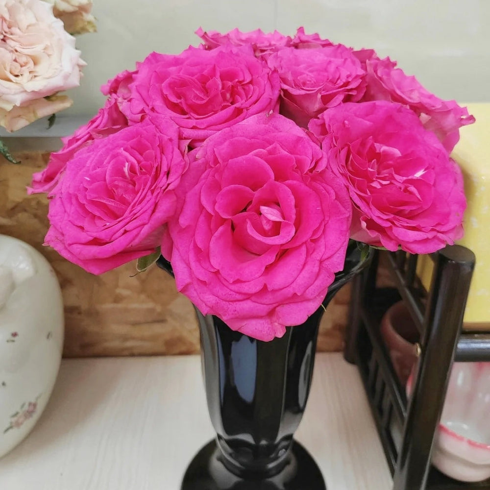 Marina Rose