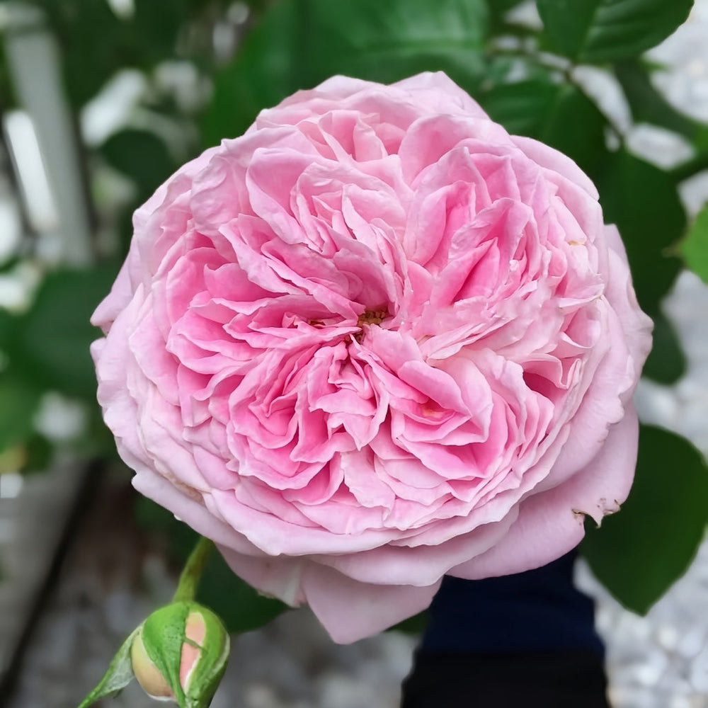 Mary Lennox Rose