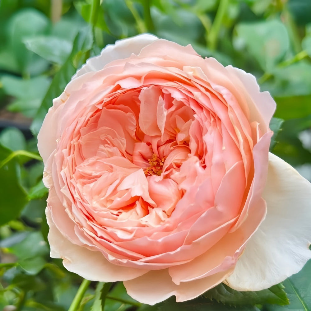 Masora Rose