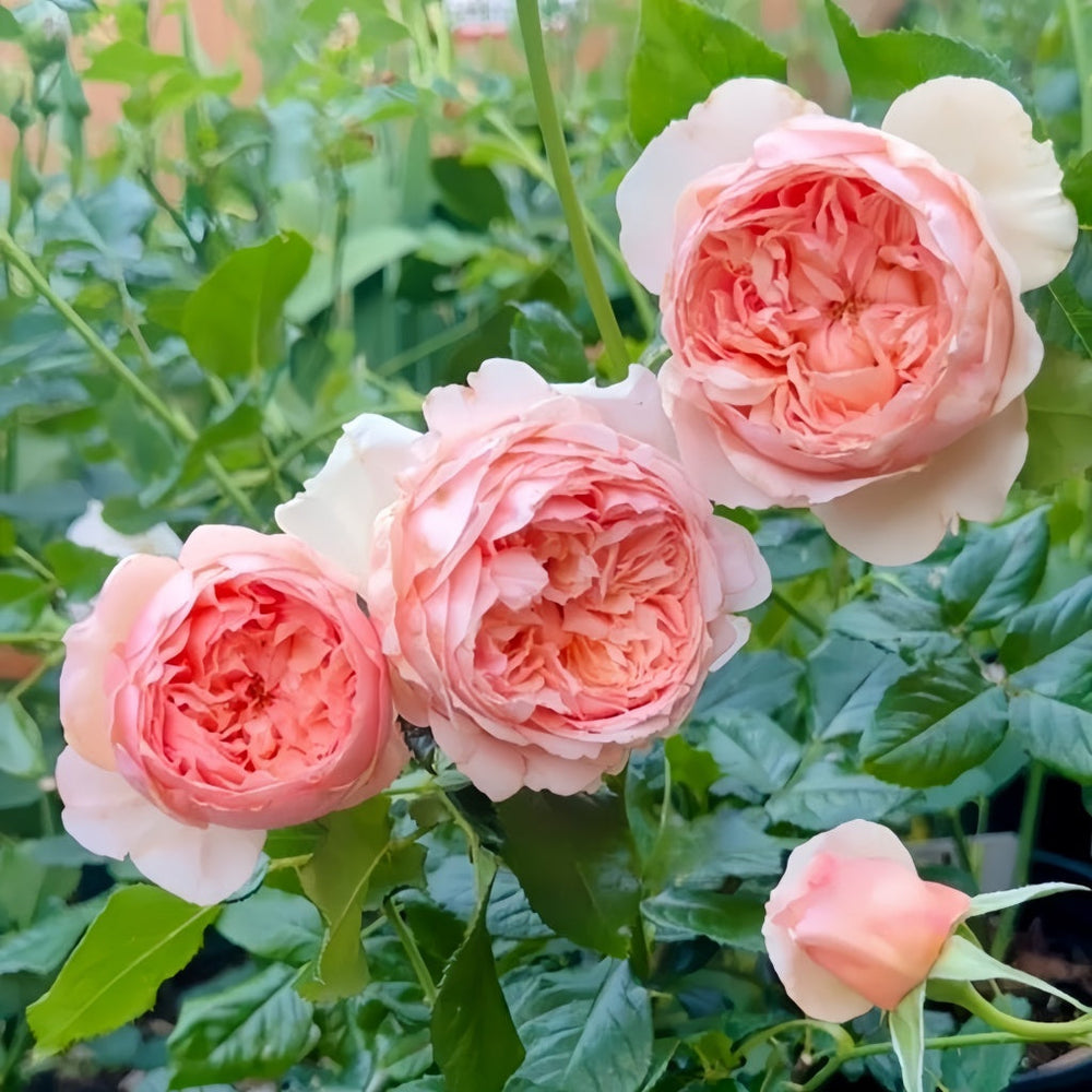 Masora Rose