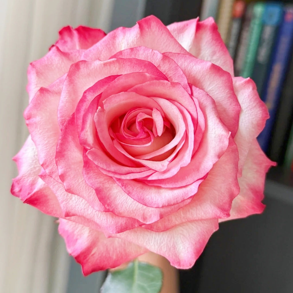 Medusa Rose