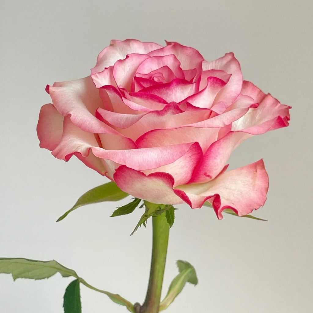 Medusa Rose