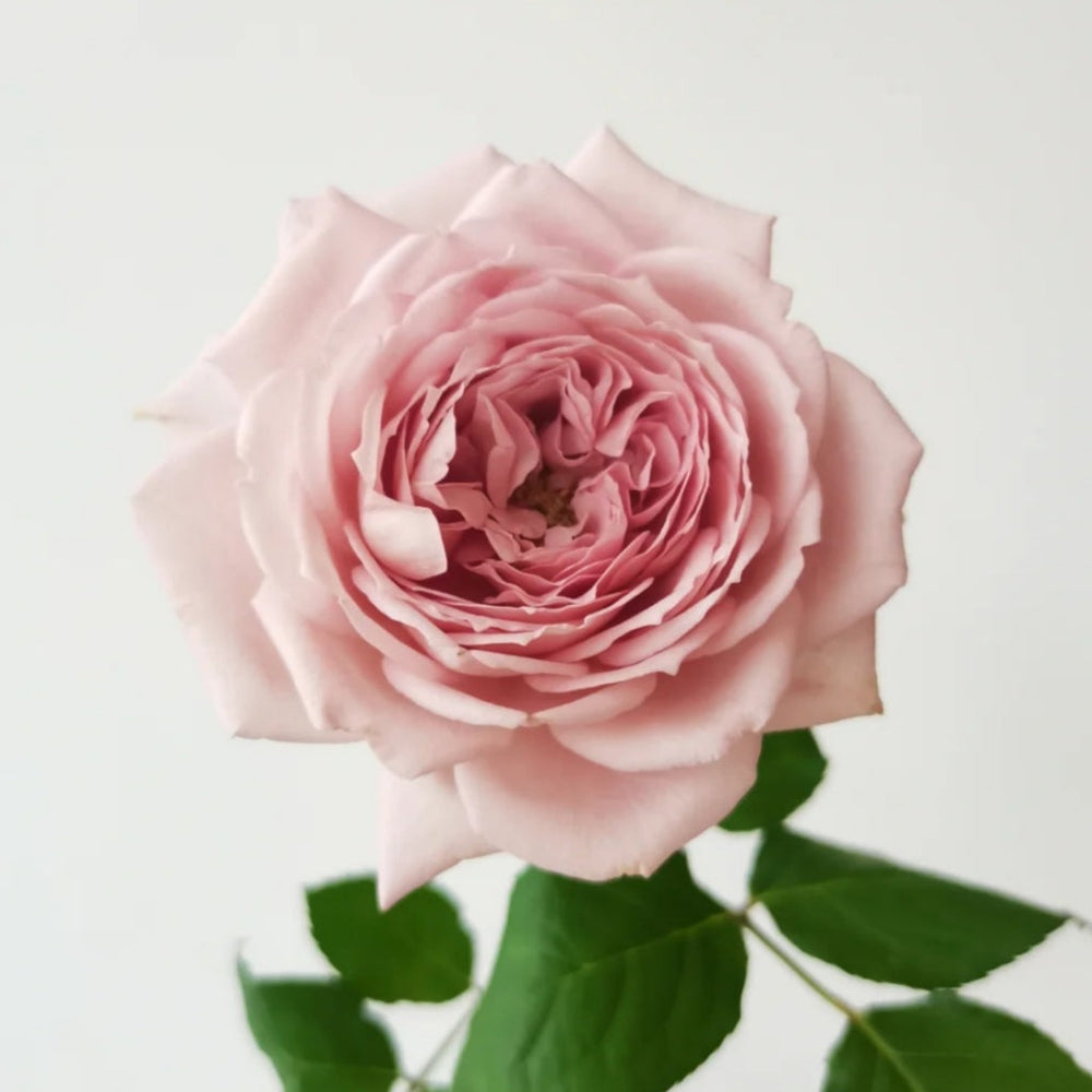 Memoire Rose