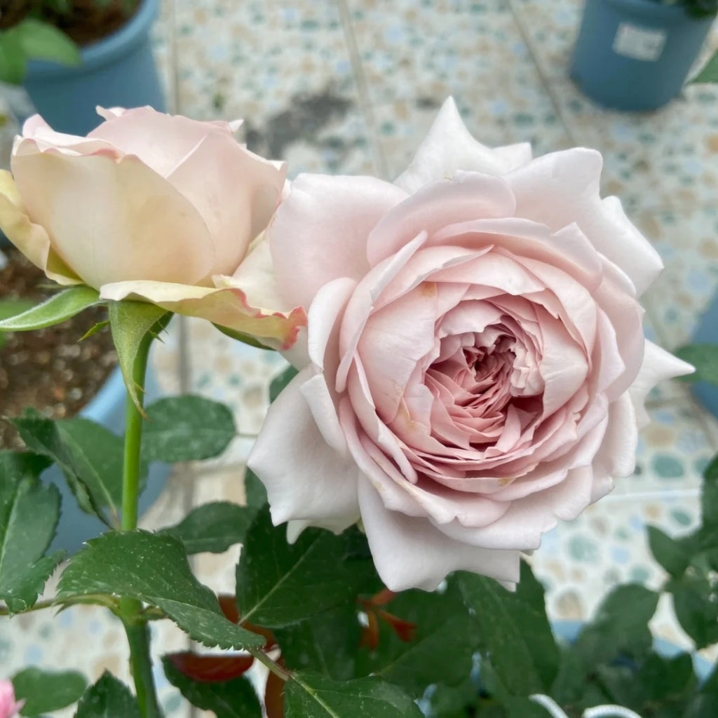 Memoire Rose