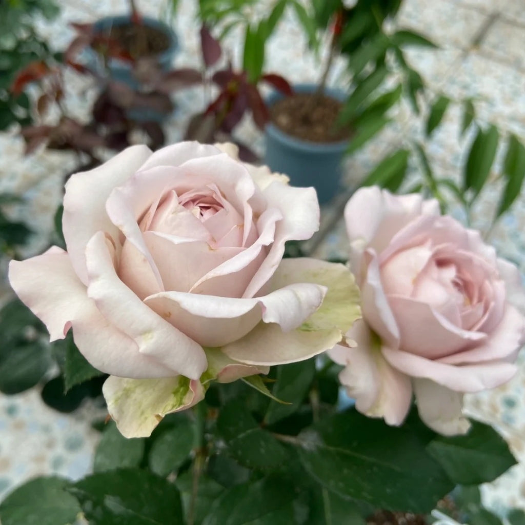 Memoire Rose