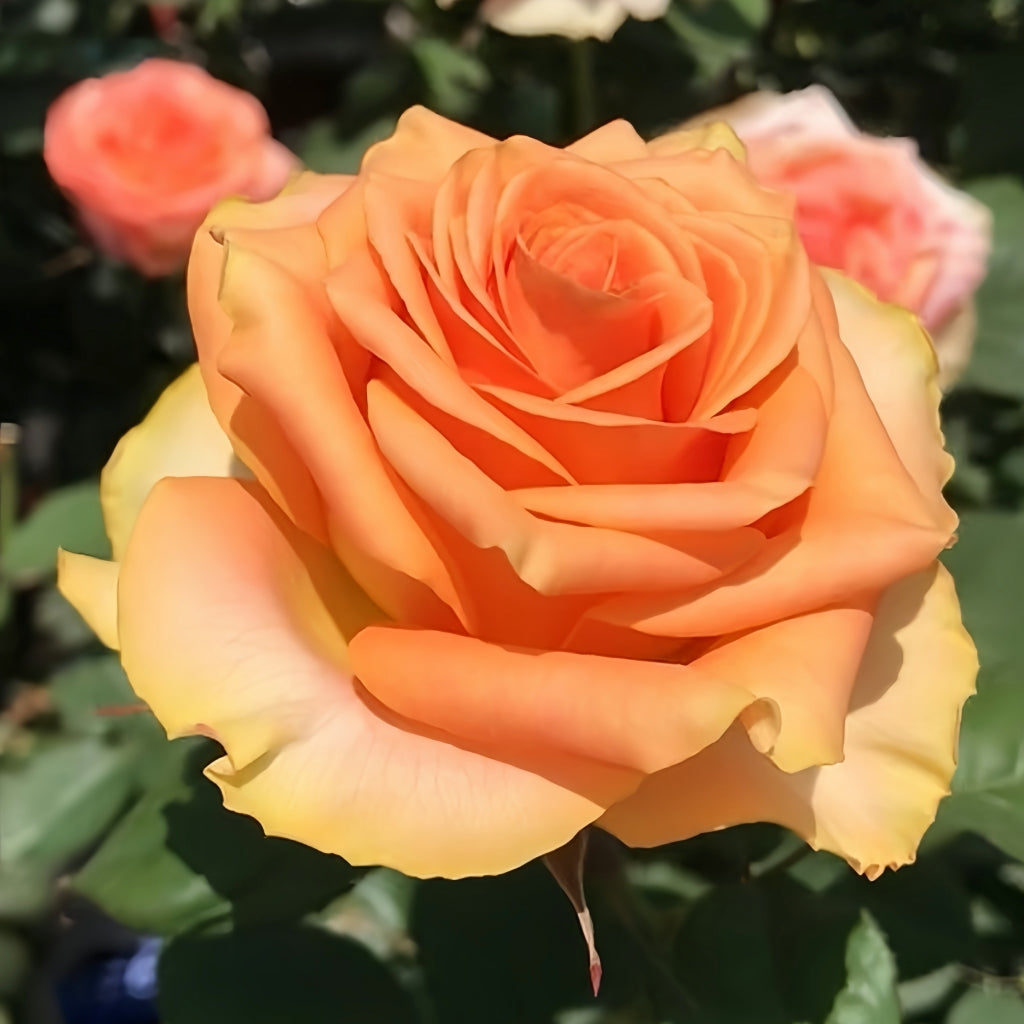 Mighty+ Rose