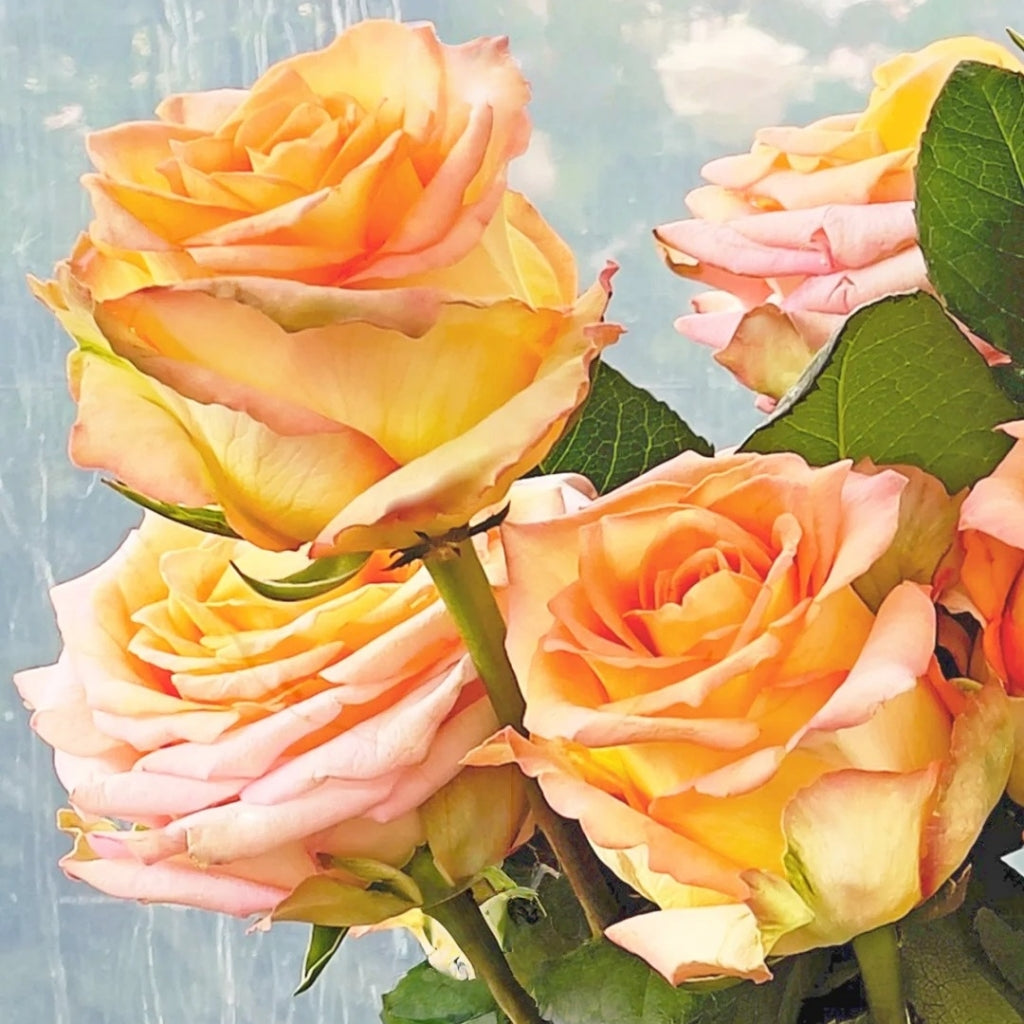 Mighty+ Rose