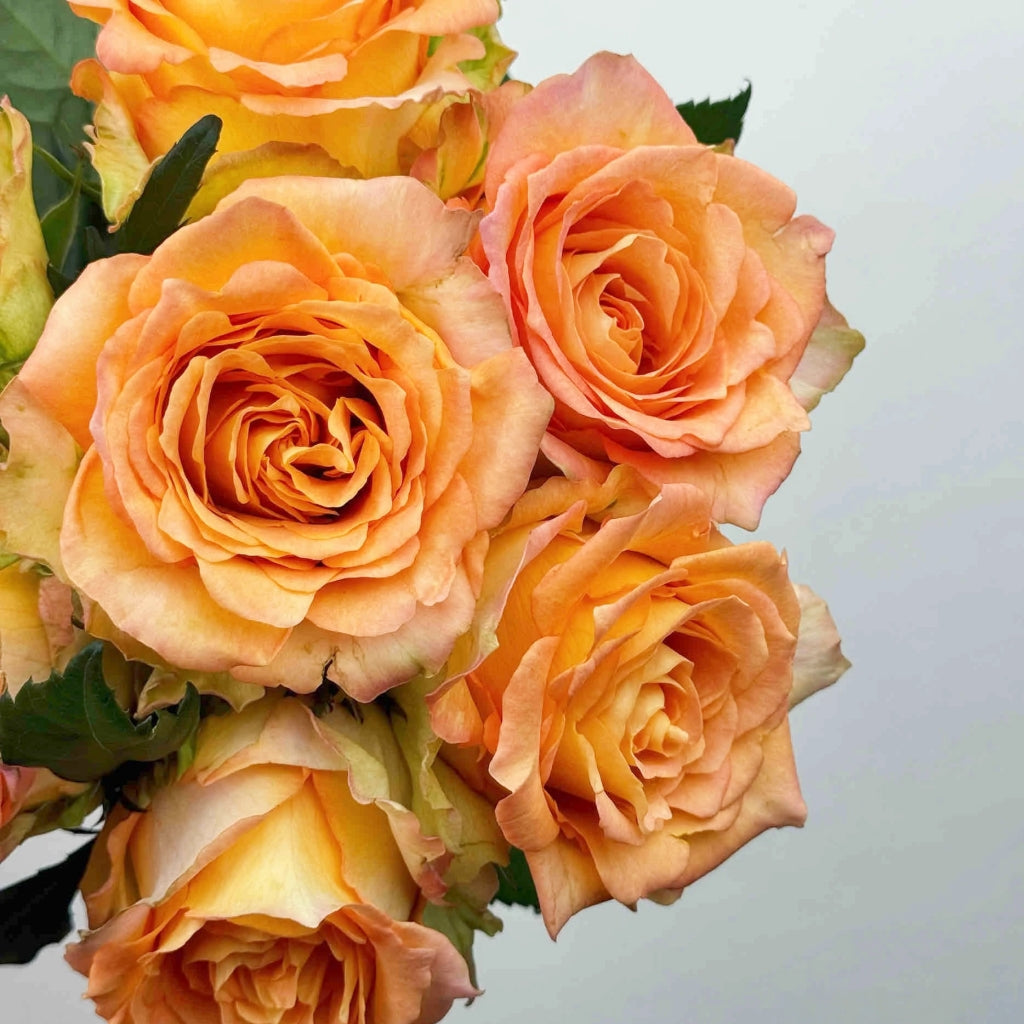 Mighty+ Rose