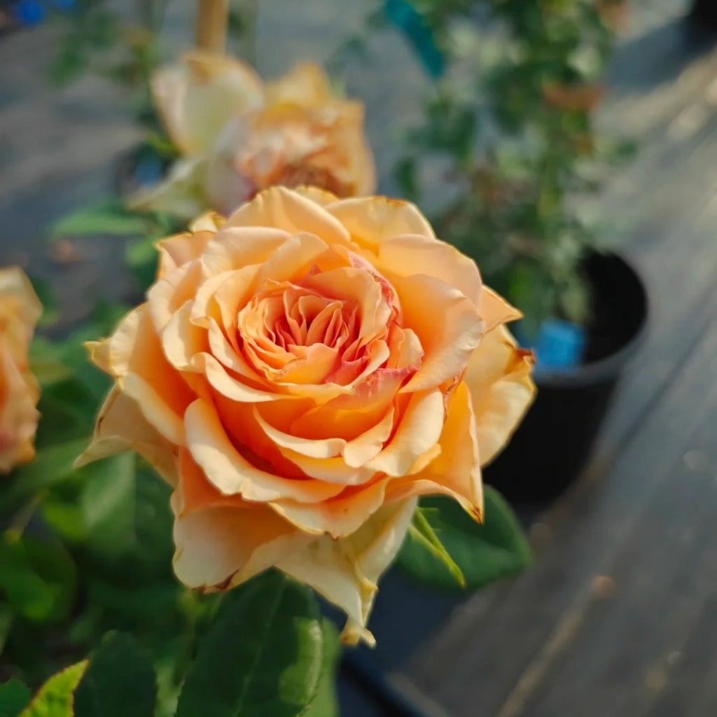 Mighty+ Rose