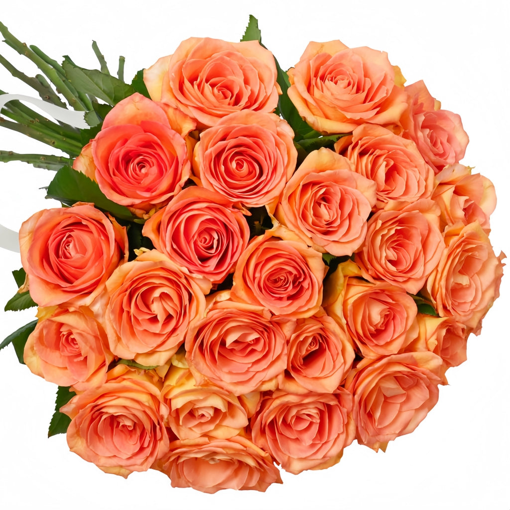 Mighty+ Rose