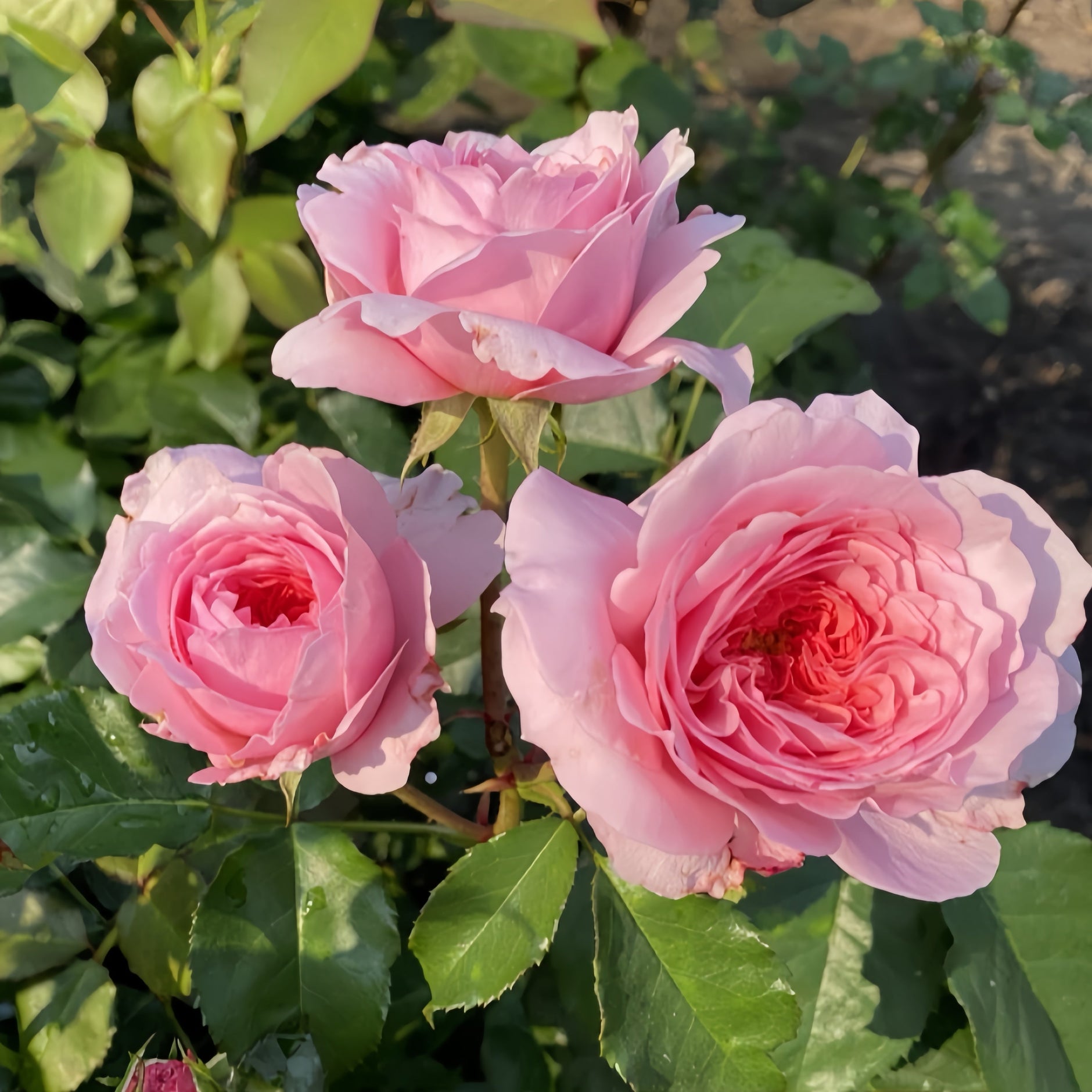 Muse Roses