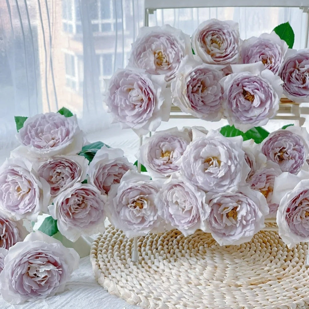 Milky Pearl Rose