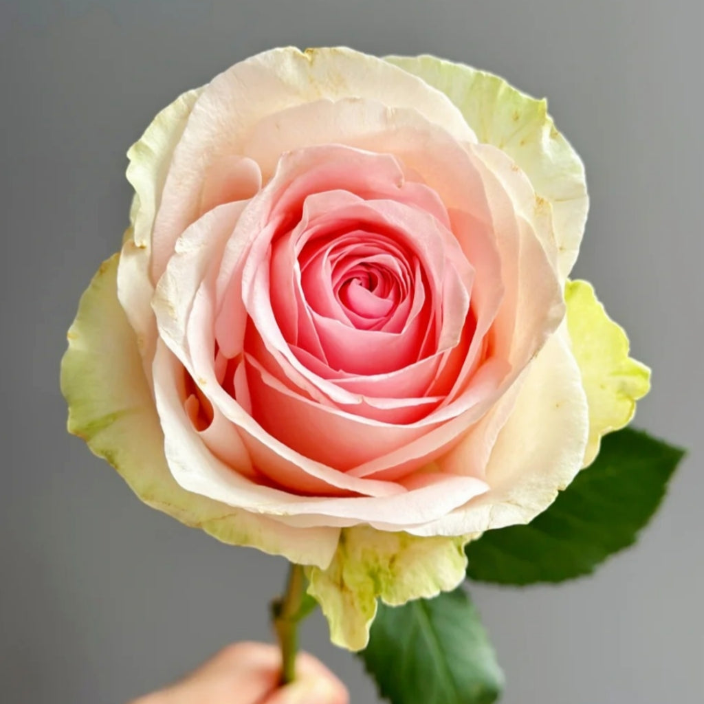 Mind Reading Rose