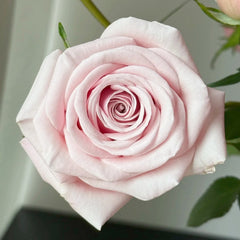 Miss Muchia Rose