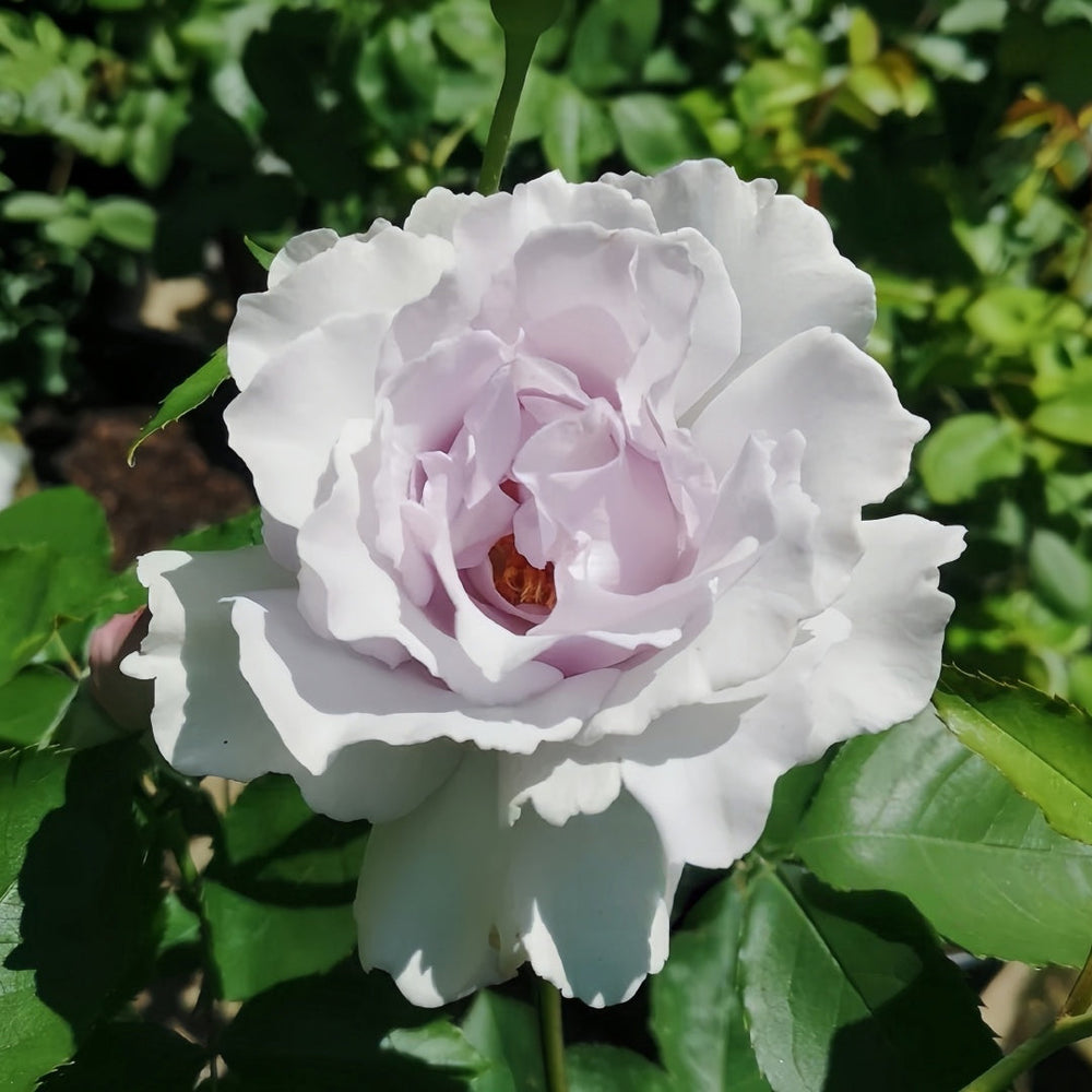 Misty Purple Rose