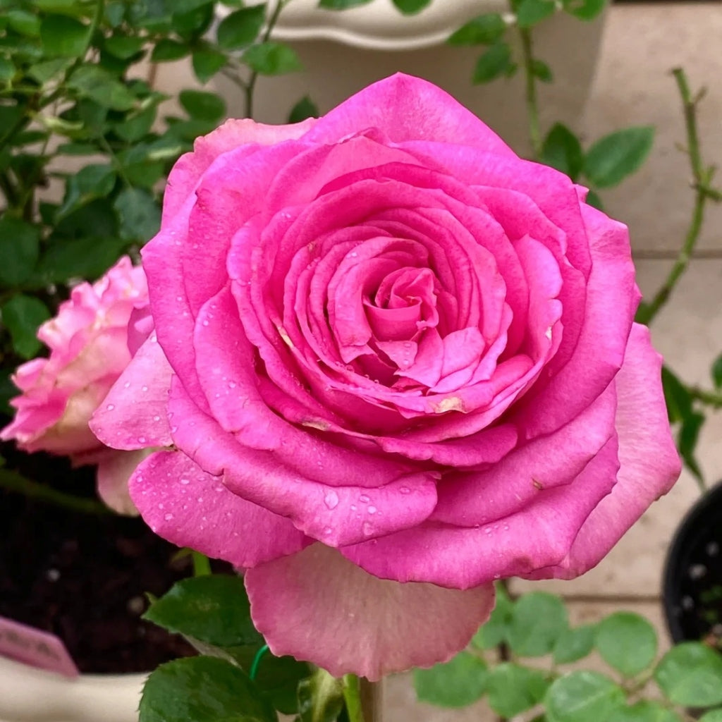 Mon Amour Rose