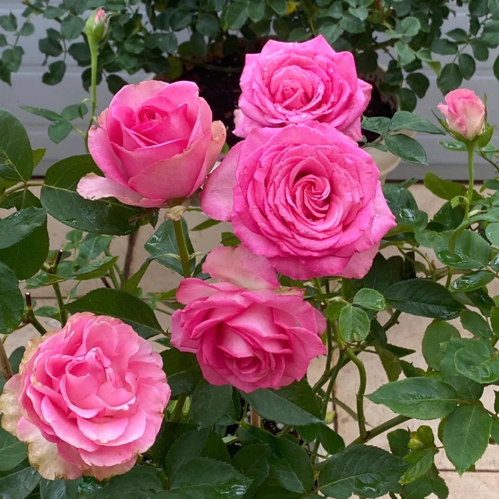 Mon Amour Rose