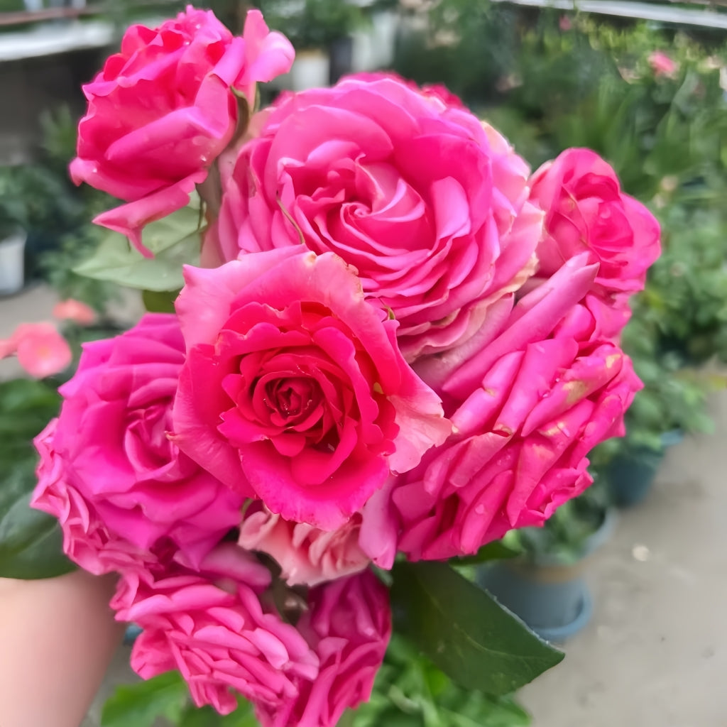 Mon Amour Rose