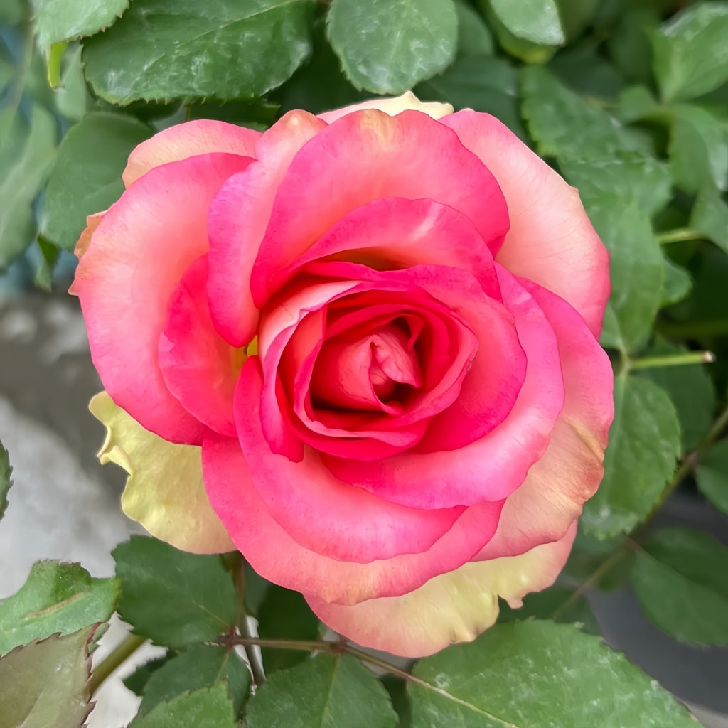 Monroe Rose
