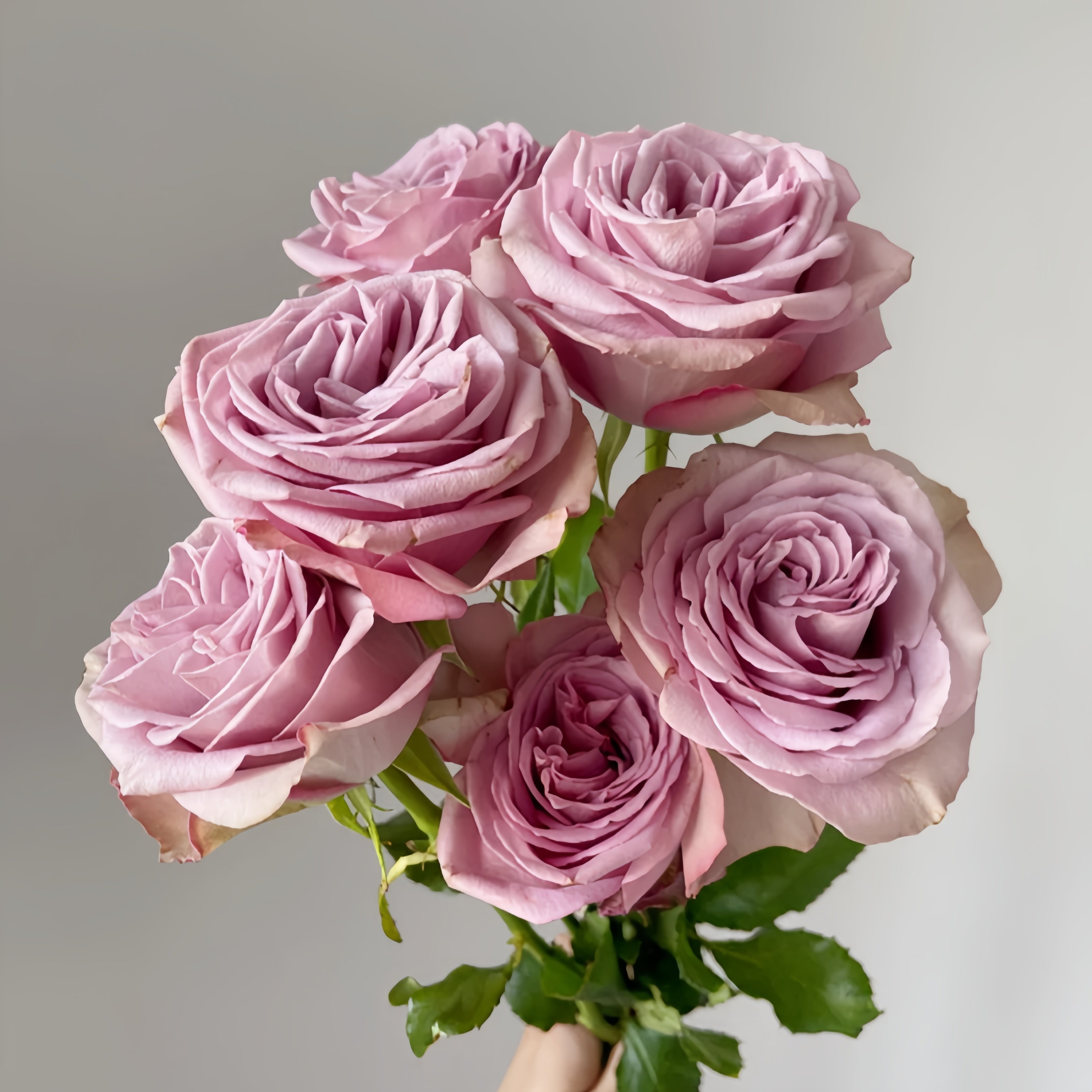 Montmartre Rose