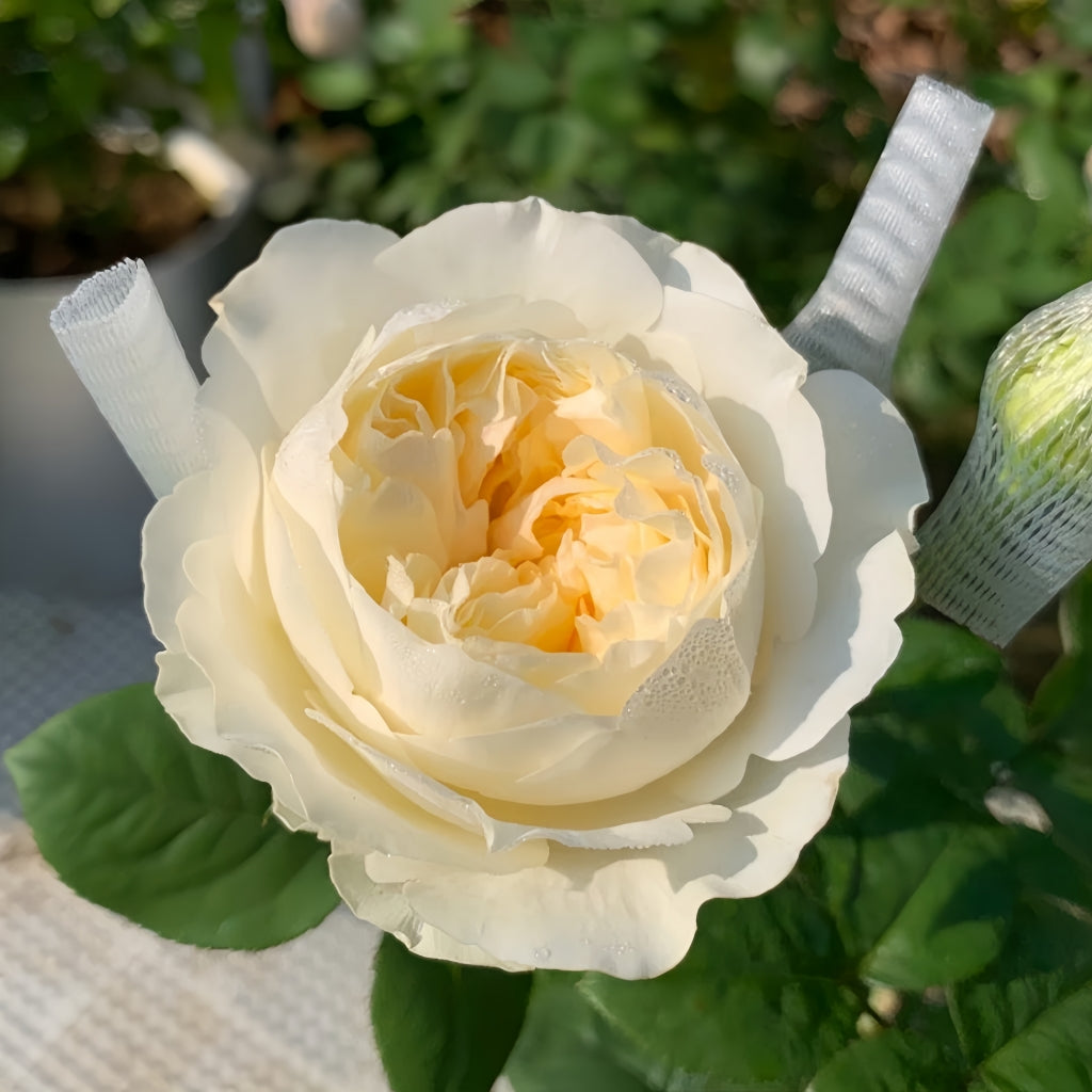 Moon Fairy Rose