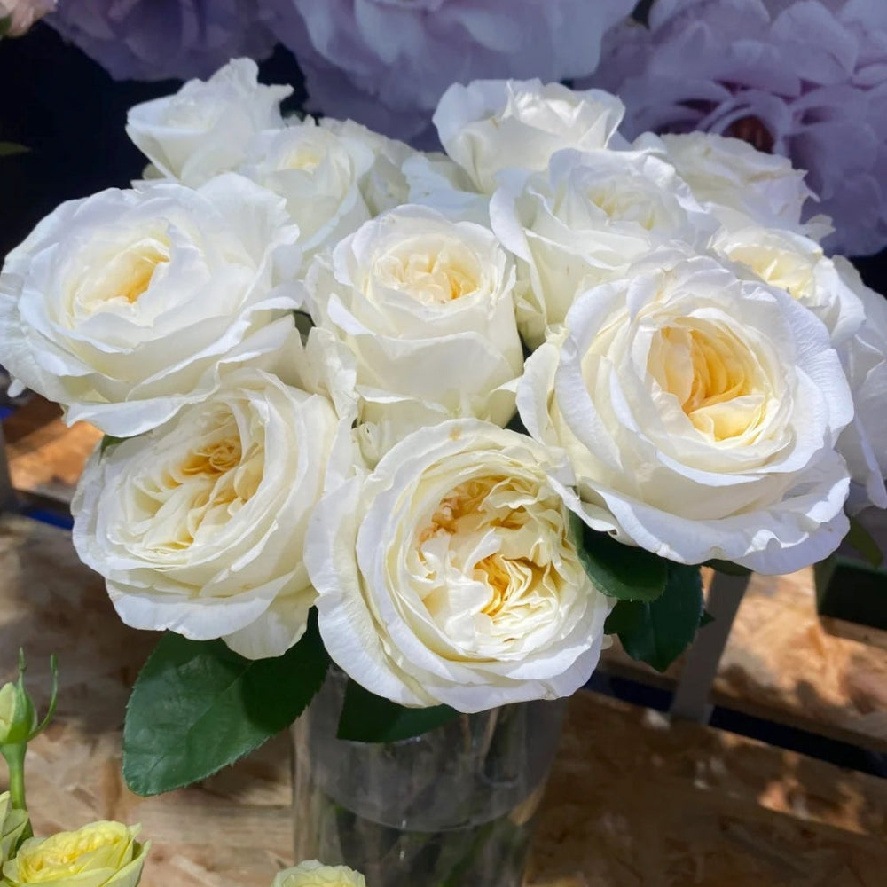 Moon Fairy Rose