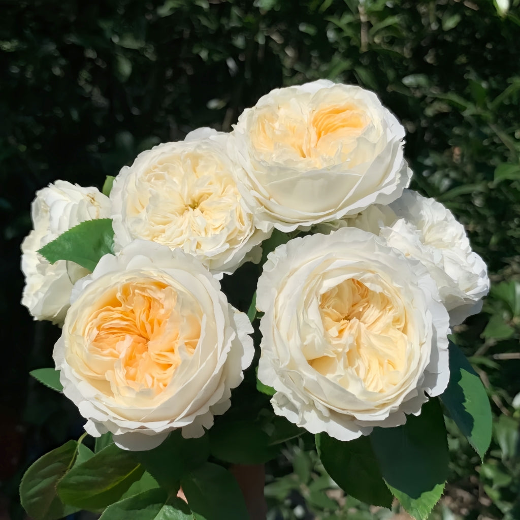 Moon Fairy Rose