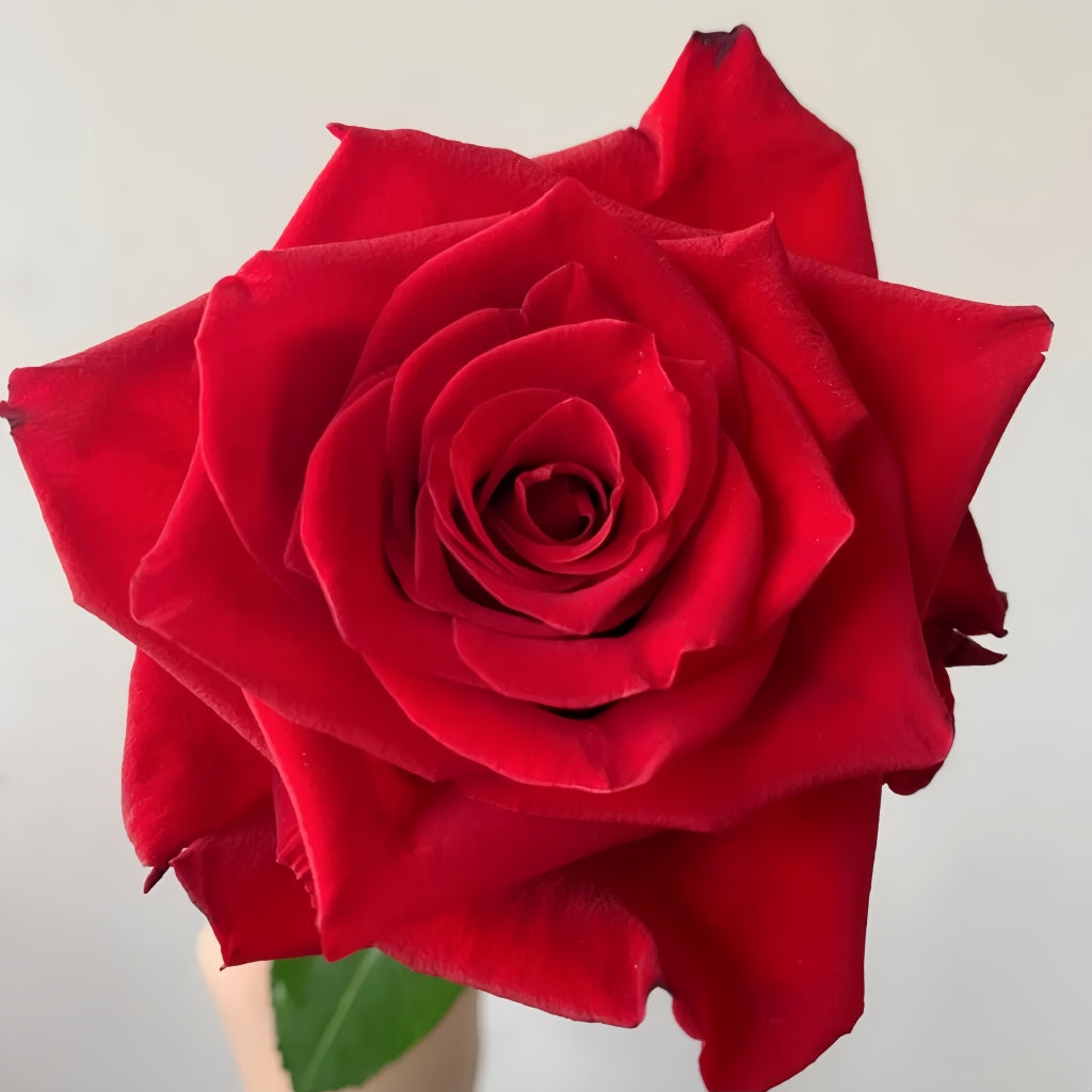 Myth Rose