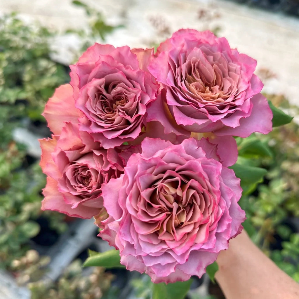 Nachuru Test Rose