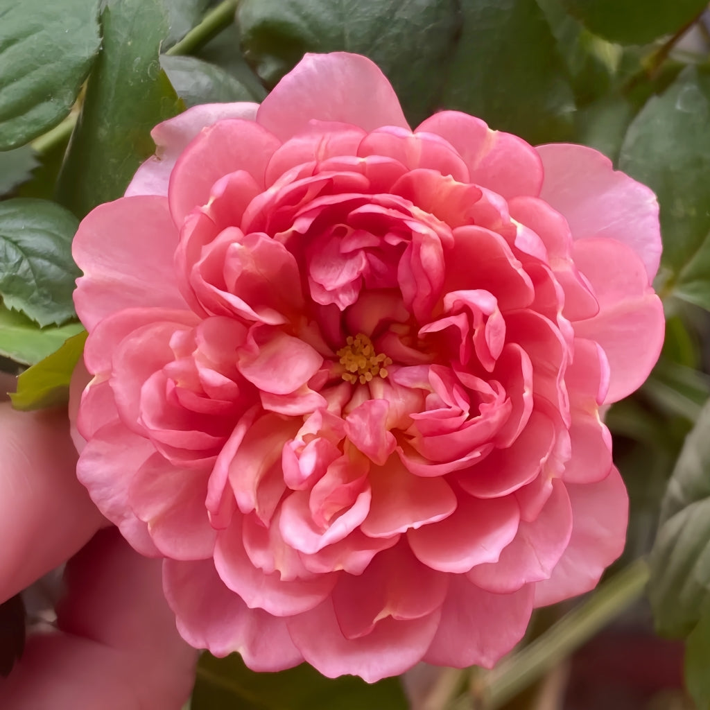 Nagi Rose