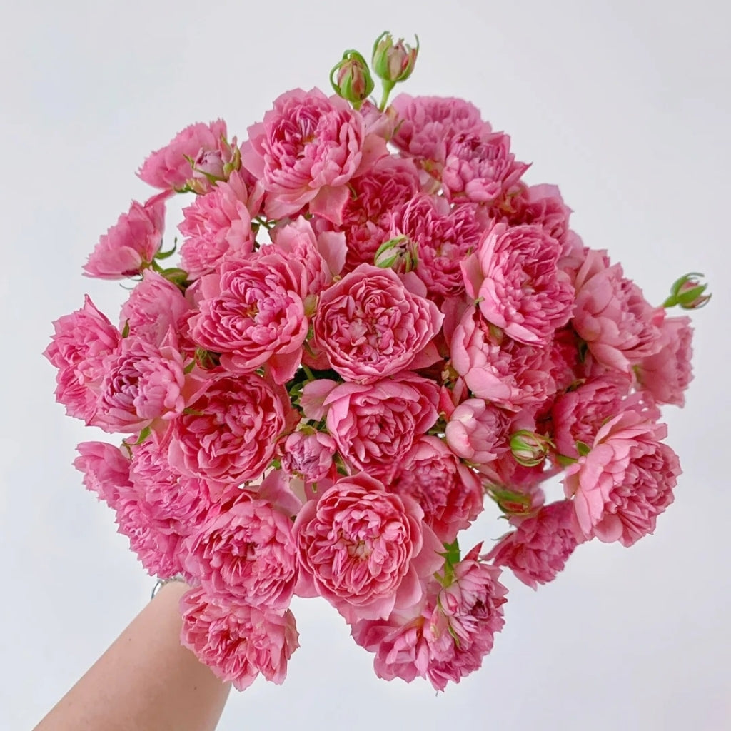 Nagi Rose