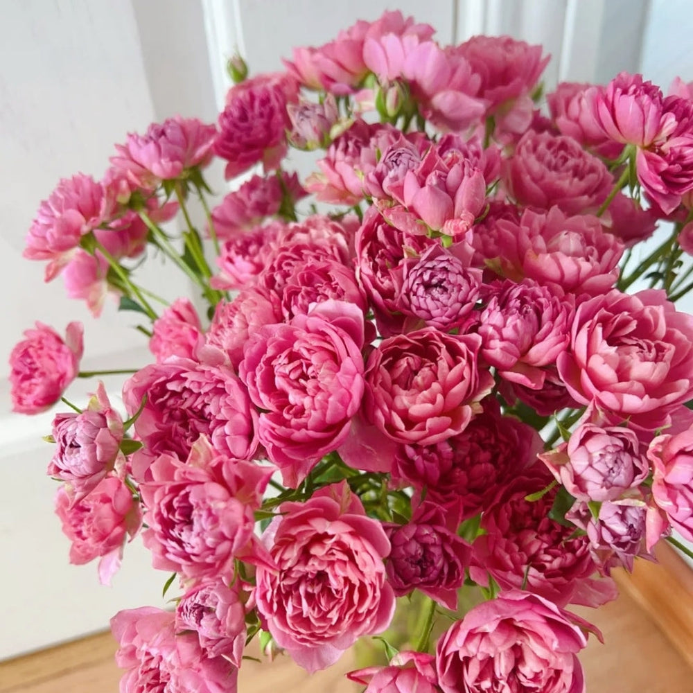 Nagi Rose