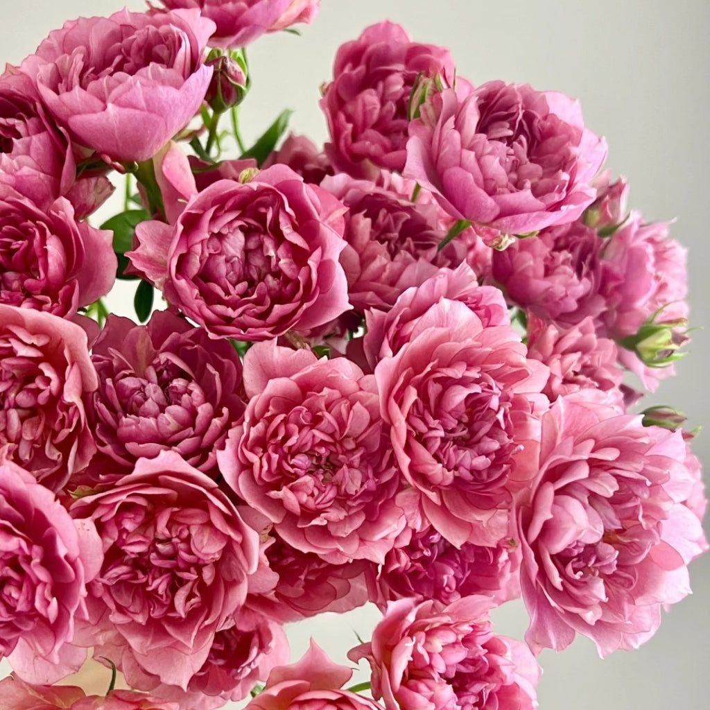 Nagi Rose