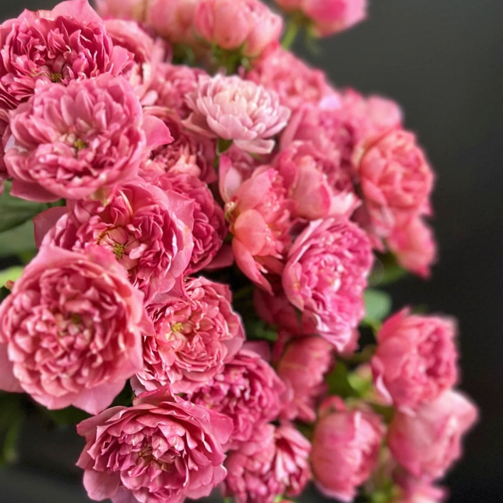 Nagi Rose