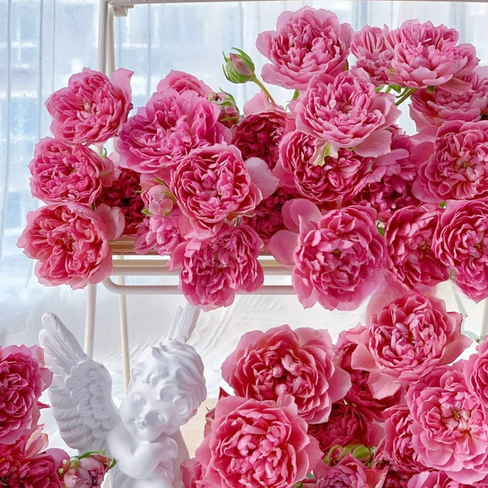 Nagi Rose